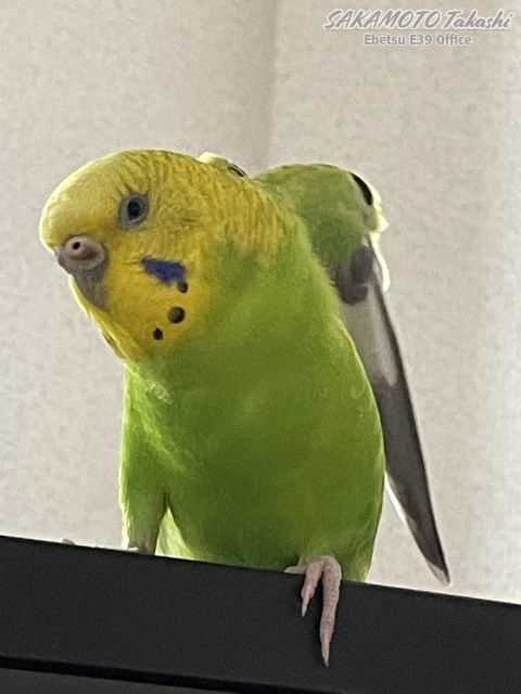 E39Office's tweet photo. 【2/4】
🍀今日のおススメの行動3選

1️⃣午前中のうちに気になっていた調べ物や勉強を
一気に集中して片付けるピ！📑

2️⃣午後はお気に入りのカフェで、メッセージの
返信や創作活動をするピ☕️✨

3️⃣スマートフォンの連絡先やアプリを見直して、
不要なものをスッキリ整理するピ📱🍃

今日は周囲への「優しさ」と「自分磨き」が
未来の扉を開く鍵になるピ。
あなたの温かい笑顔が、周りの人だけでなく
自分自身にも大きな幸せを運んでくるピ！
どんな時も自分を信じて、
一歩ずつ心地よく進んでいけば大丈夫ピ。

今日という日が、
あなたにとって光り輝く素敵な一日になりますように✨

#今日のおススメの行動
🫱あと二つ続きがあるピ🦜