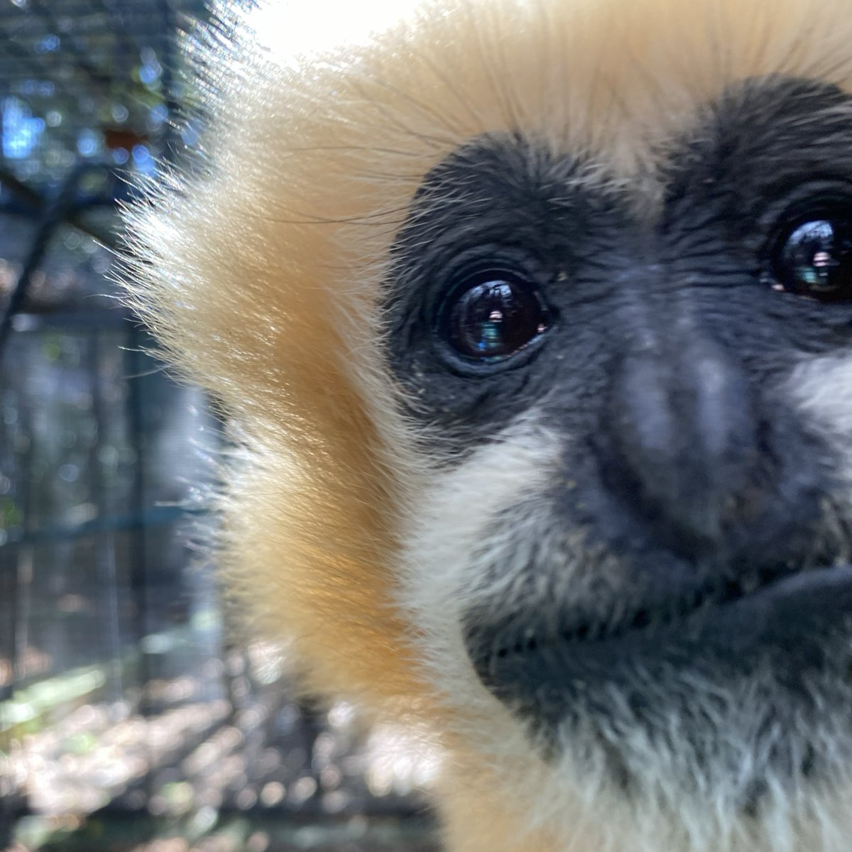 PerthZoo's tweet photo. Daily primate keeper views 😍 

📷 Keeper Georgia https://t.co/2cHXuLwXrB