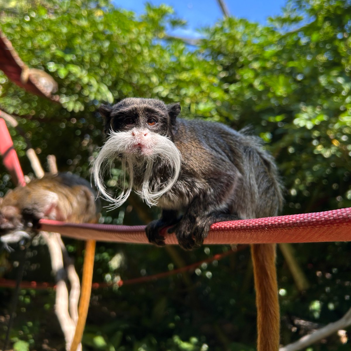 PerthZoo's tweet photo. Daily primate keeper views 😍 

📷 Keeper Georgia https://t.co/2cHXuLwXrB