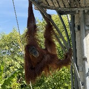 PerthZoo's tweet photo. Daily primate keeper views 😍 

📷 Keeper Georgia https://t.co/2cHXuLwXrB