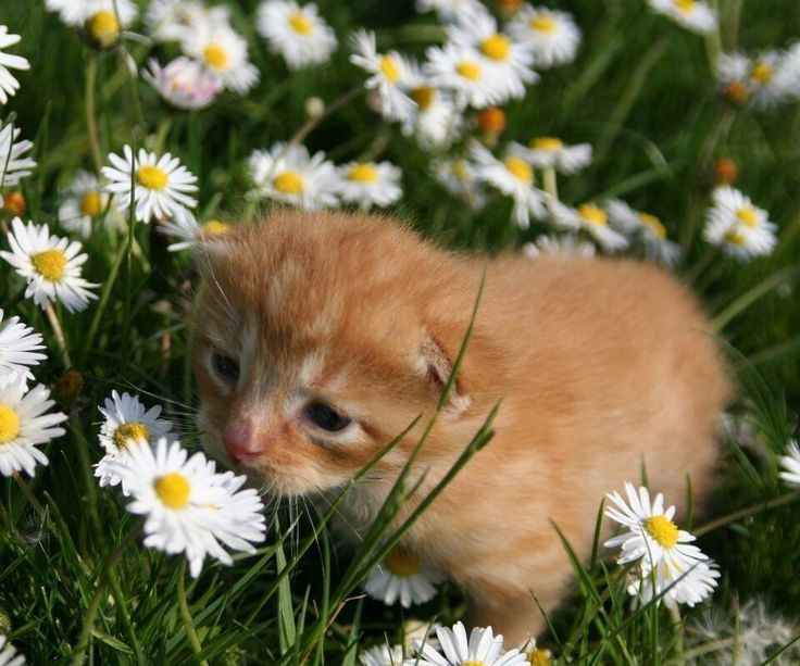 mirapien ๑ tweet media