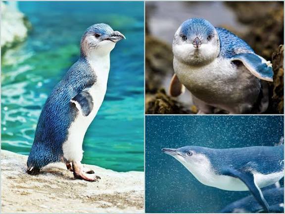 PengThror's tweet photo. @SilviVtuber What about Fairy Penguins? 🩵🥺🩵 Emporer Penguins are overhyped, I know that, but what about these little guys https://t.co/bRSTSek9Si