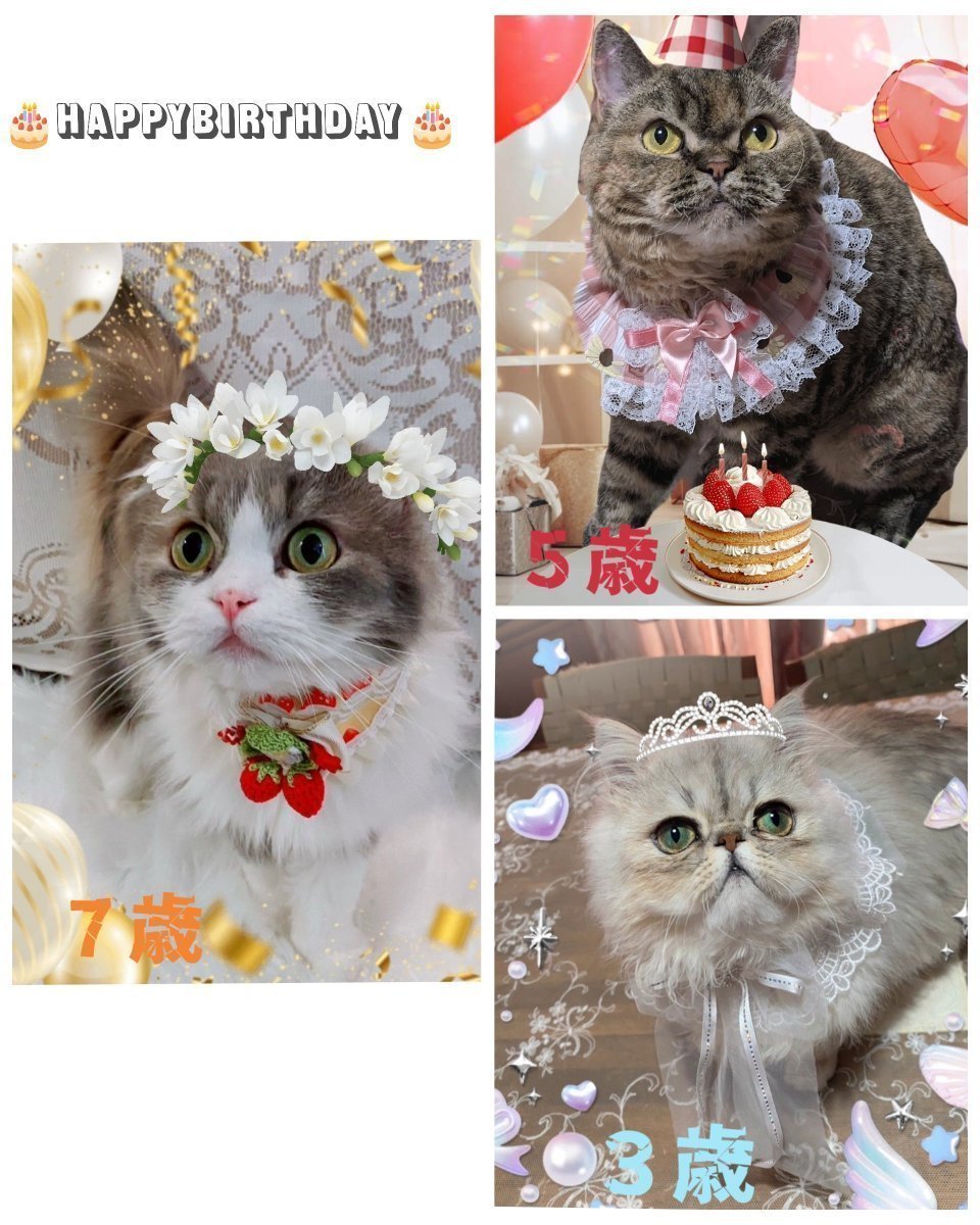 ichigomilky321's tweet photo. うちのコ全員６月生まれなんです❣️
みんにゃまとめて
合同生誕祭しちゃいます💐🎊🎉🎂🎁

　キャンディ７歳😻
　マドレーヌ５歳😸
　マシュマロ３歳😽

不思議な御縁で結ばれた姉弟ニャンズを
これからもよろしくお願いします❣️

#誕生日
#寧々結屋 https://t.co/QXMlnCjc2C