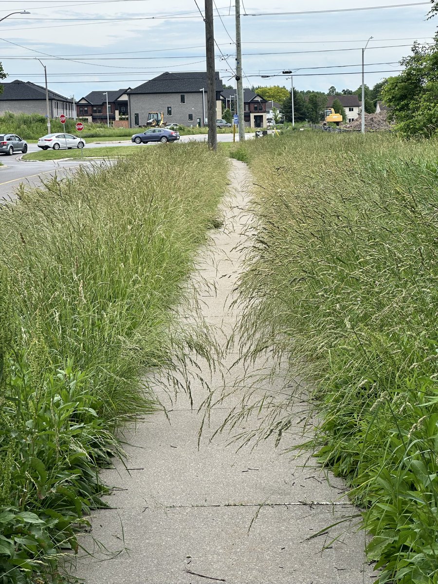 JEmpey's tweet photo. @NiagaraFalls after repeated attempts to have this tall grass cut the city has only cut one side. Policy states every ten days from May to October. Clearly it’s been more than ten. 49 days it would seem. Ailanthus Ave. https://t.co/jeEJKa37CG