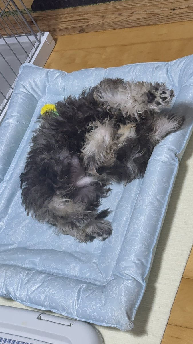 fxny97's tweet photo. 夢の中でラジオ体操してる？
#ミニチュアシュナウザー
#シュナウザー
#ラジオ体操
#犬 https://t.co/605PcSYKKW