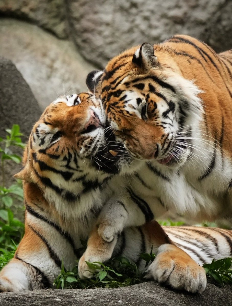 SwimShingo's tweet photo. 仲良し夫婦🐯
#アムールトラ #浜松市動物園  #amurtiger #tiger https://t.co/glLkxlZOa1