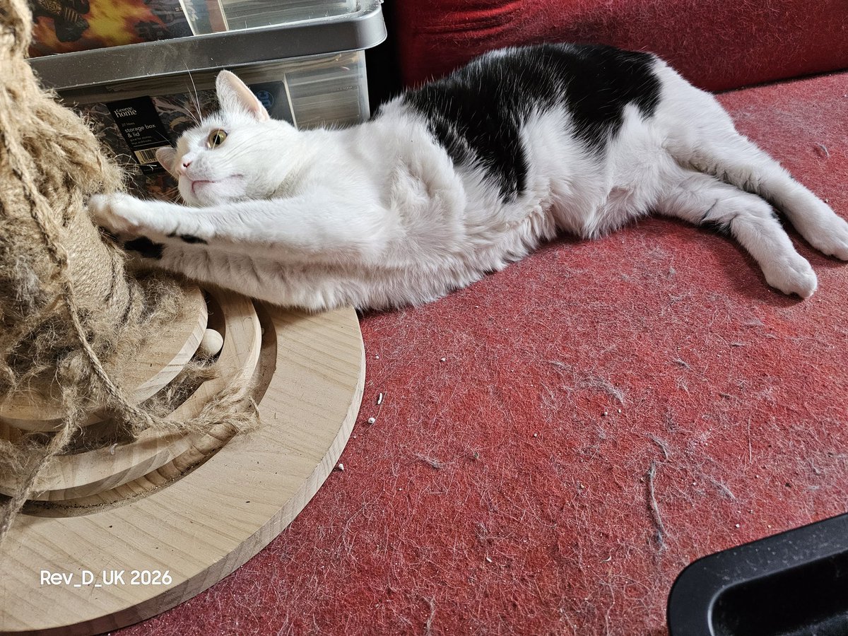 Rev_D_UK's tweet photo. #DexTMC (The Magnificent Cat 😺) So it's Wednesday &amp; it's been a fantabulous day not just cos I gots loads of belly rubs &amp; treaty bicwicks but also cos I gots to kick dad out for the afternoon to go to his Physio (Strength &amp; Balance) Class &amp; I gets to have MY flat to myself 😹 https://t.co/Yf3YCZZ3zy