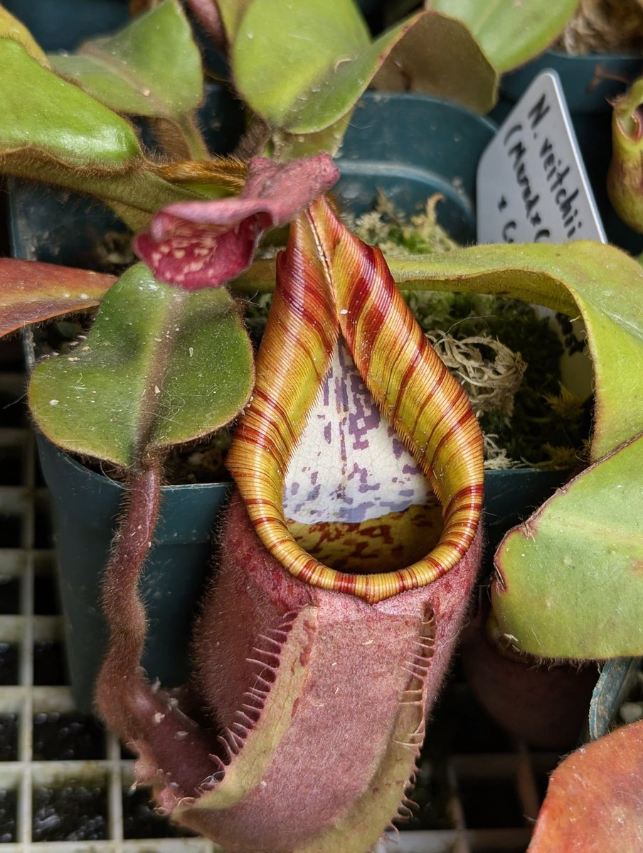 WiseExotics's tweet photo. Comparison of half siblings n. Veitchii 
This is why I like to get siblings and half siblings ,to see where the dad's genetics push through and how 🦉 
Murud x candy :best 
Car 207 #5  (cobra - dad)
Car 441 #2  (akazukin x Bario - dad) https://t.co/SBoEjOttX6