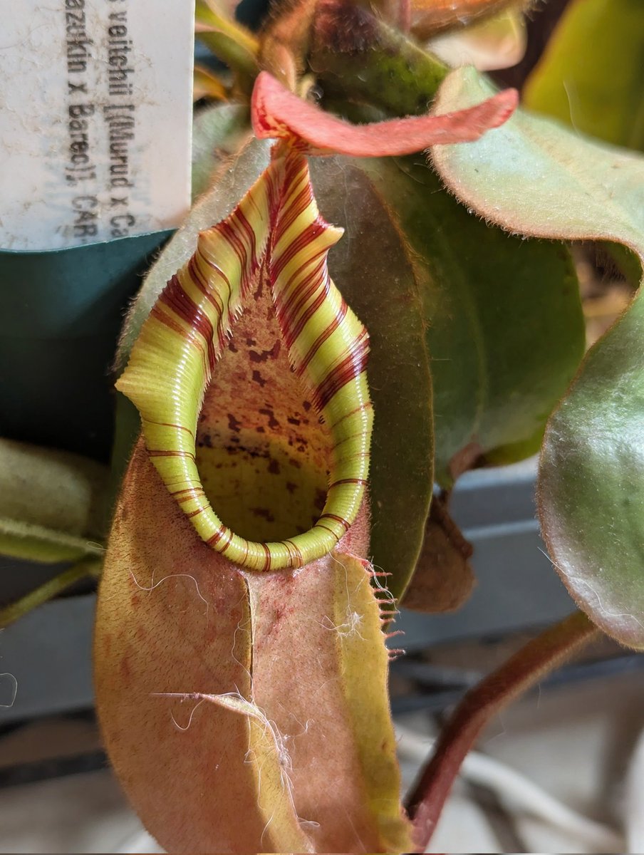 WiseExotics's tweet photo. Comparison of half siblings n. Veitchii 
This is why I like to get siblings and half siblings ,to see where the dad's genetics push through and how 🦉 
Murud x candy :best 
Car 207 #5  (cobra - dad)
Car 441 #2  (akazukin x Bario - dad) https://t.co/SBoEjOttX6