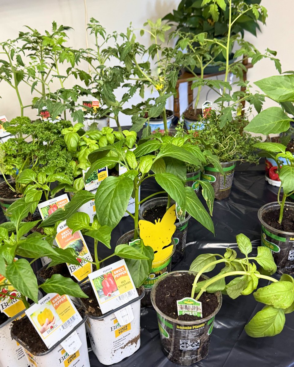 PineStreetInn's tweet photo. This is how we grow community! Pine Street Inn's housing staff organized a gardening event for tenants at one of our residences in Dorchester. Together, tenants planted tomatoes, peppers and herbs to create a lush planter garden for all to enjoy. #CommunityGarden https://t.co/mzeMT8sDZa