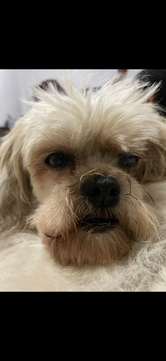 AlertaMePerdi's tweet photo. #PERDIDA #GUAYAQUIL
Nombre: #Franchesca o Yuyu
Fecha: 2026-06-13
Sector: Sur, la chala, La 9na y el oro
Sexo: Hembra
Raza: Shitzhu
Observación: Mancha blanca y su ojo izquierdo
Contacto: 0967306095
¡Ayúdalo a volver con su familia!
#AlertaMePerdí https://t.co/RlhbKLQGaA