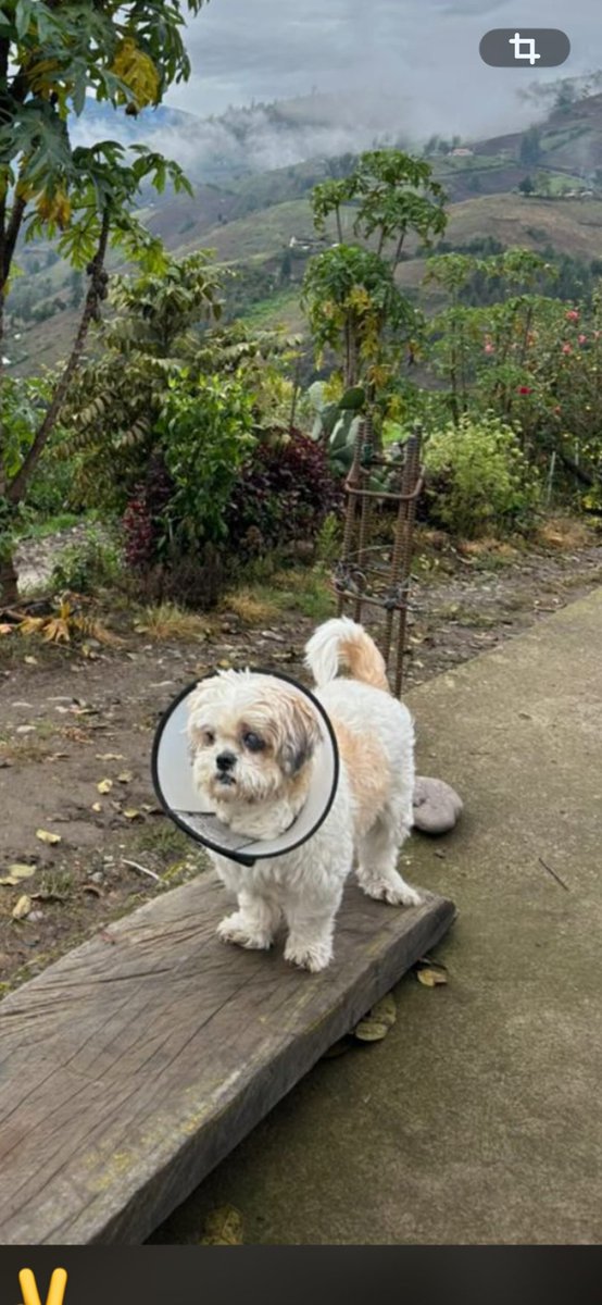 AlertaMePerdi's tweet photo. #PERDIDA #GUAYAQUIL
Nombre: #Franchesca o Yuyu
Fecha: 2026-06-13
Sector: Sur, la chala, La 9na y el oro
Sexo: Hembra
Raza: Shitzhu
Observación: Mancha blanca y su ojo izquierdo
Contacto: 0967306095
¡Ayúdalo a volver con su familia!
#AlertaMePerdí https://t.co/RlhbKLQGaA