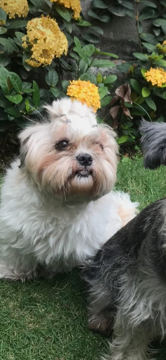 AlertaMePerdi's tweet photo. #PERDIDA #GUAYAQUIL
Nombre: #Franchesca o Yuyu
Fecha: 2026-06-13
Sector: Sur, la chala, La 9na y el oro
Sexo: Hembra
Raza: Shitzhu
Observación: Mancha blanca y su ojo izquierdo
Contacto: 0967306095
¡Ayúdalo a volver con su familia!
#AlertaMePerdí https://t.co/RlhbKLQGaA