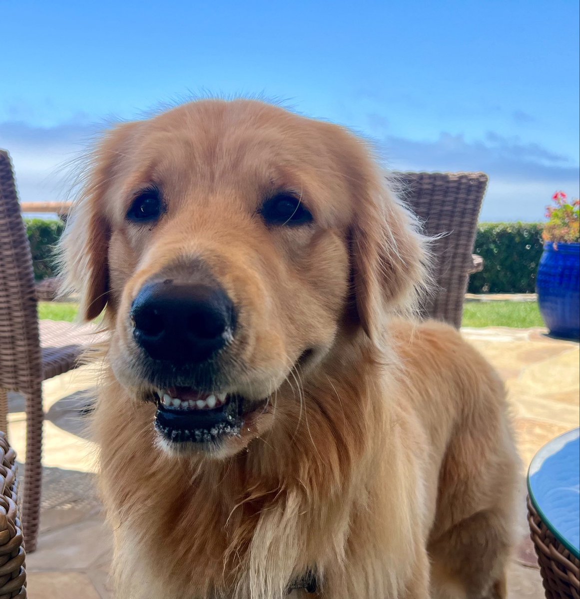 Toby the Fuzzy Bear🐬🌊🐕🐾 tweet media