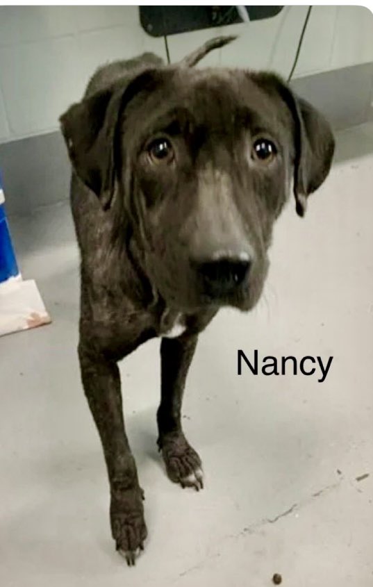 LeporidaeCheryl's tweet photo. This little angel asks for so little! She gets even LESS! 

If someone gave poor,  1️⃣ yo NANCY #A386608 a warm, soothing medicated bath 🛀, wrapped her in a FLUFFY towel, & gave her a decent meal & a soft place to sleep, she'd  probably 
💥FAINT💥!!!
 
She'd COLLAPSE with Happiness! 

Her owner ABANDONED her to #CorpusChristiACS like this.

Not 1️⃣ Lick of KINDNESS in her short life!! 💔😩 

Only ABUSE, Neglect, & HARSH treatment. 

This is what she feels she DESERVES!!
Please help. 

Beneath ALL that Misery is a beautiful, intelligent Black Lab.