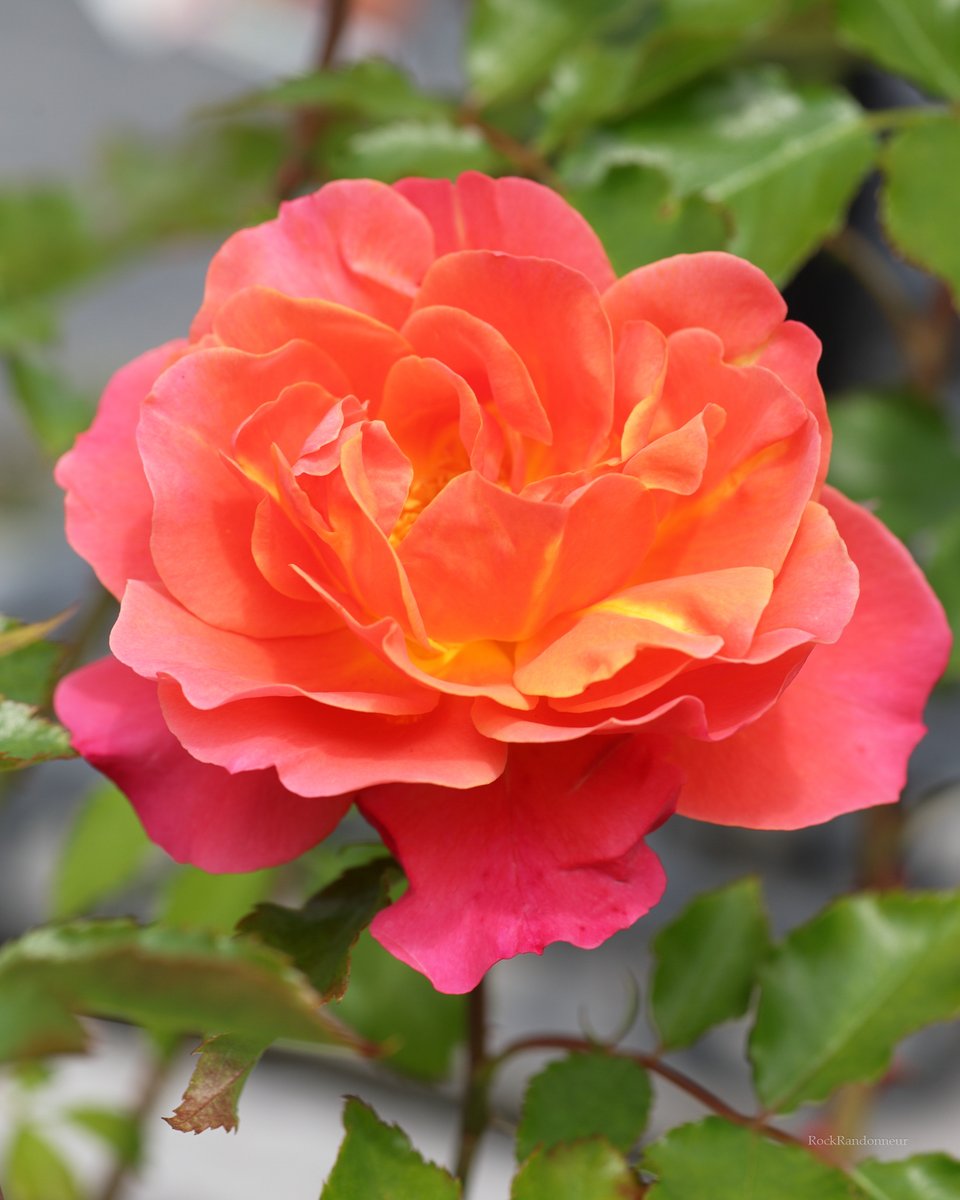 チャッピさま　バラ ディズニーランドに一度も行ったことがない。 薔薇の名は
