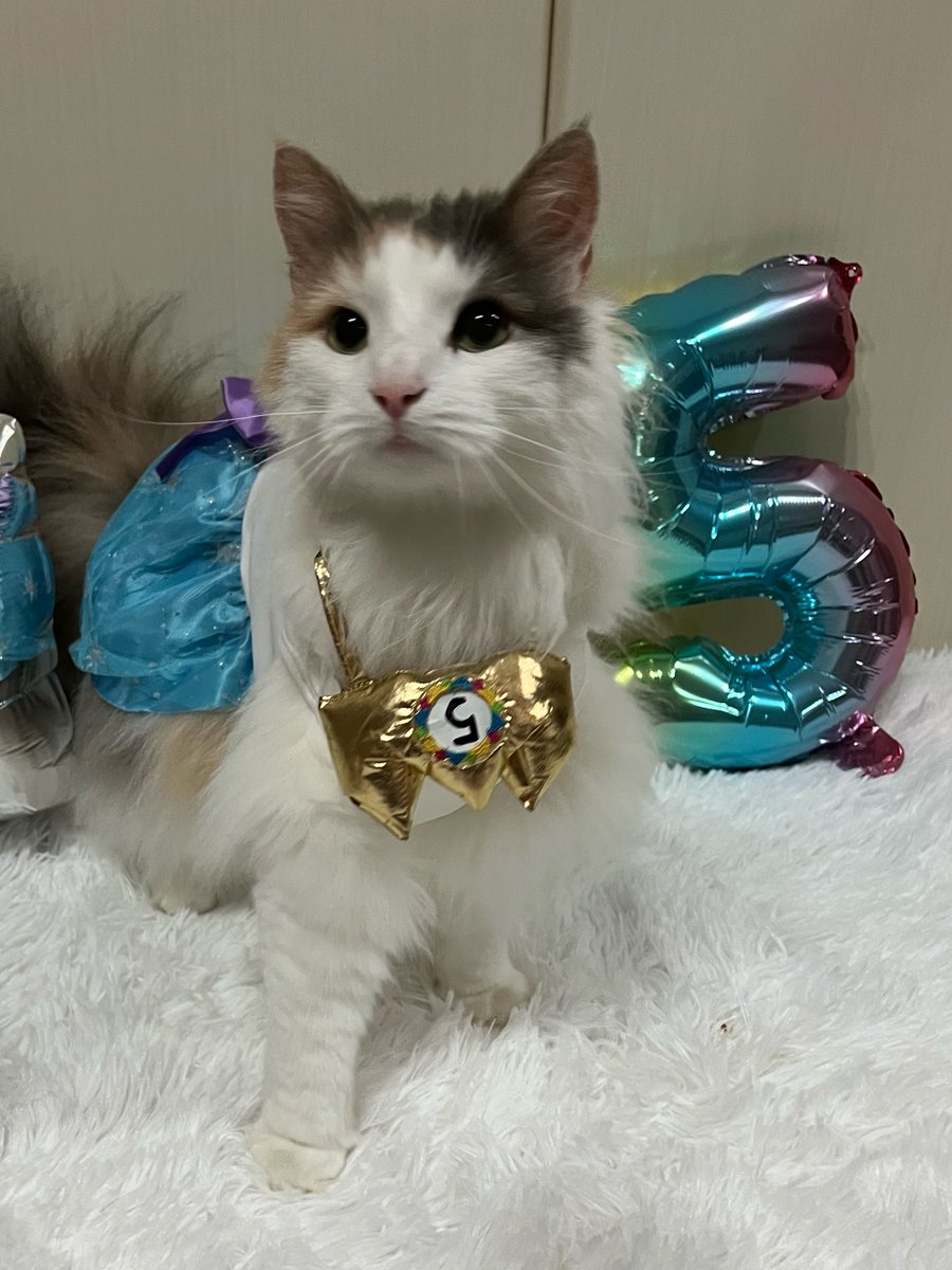 kinakomochi_an_'s tweet photo. 今日はわが家の3姉妹猫の長女おもちの誕生日🎂
5歳になりました😸 https://t.co/UQyMN5zwe8