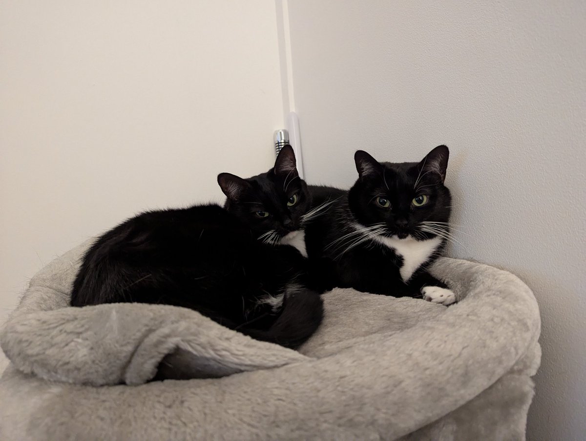 webber_aj's tweet photo. I don't really post here much so have some cats. https://t.co/oT7BJq7yRO