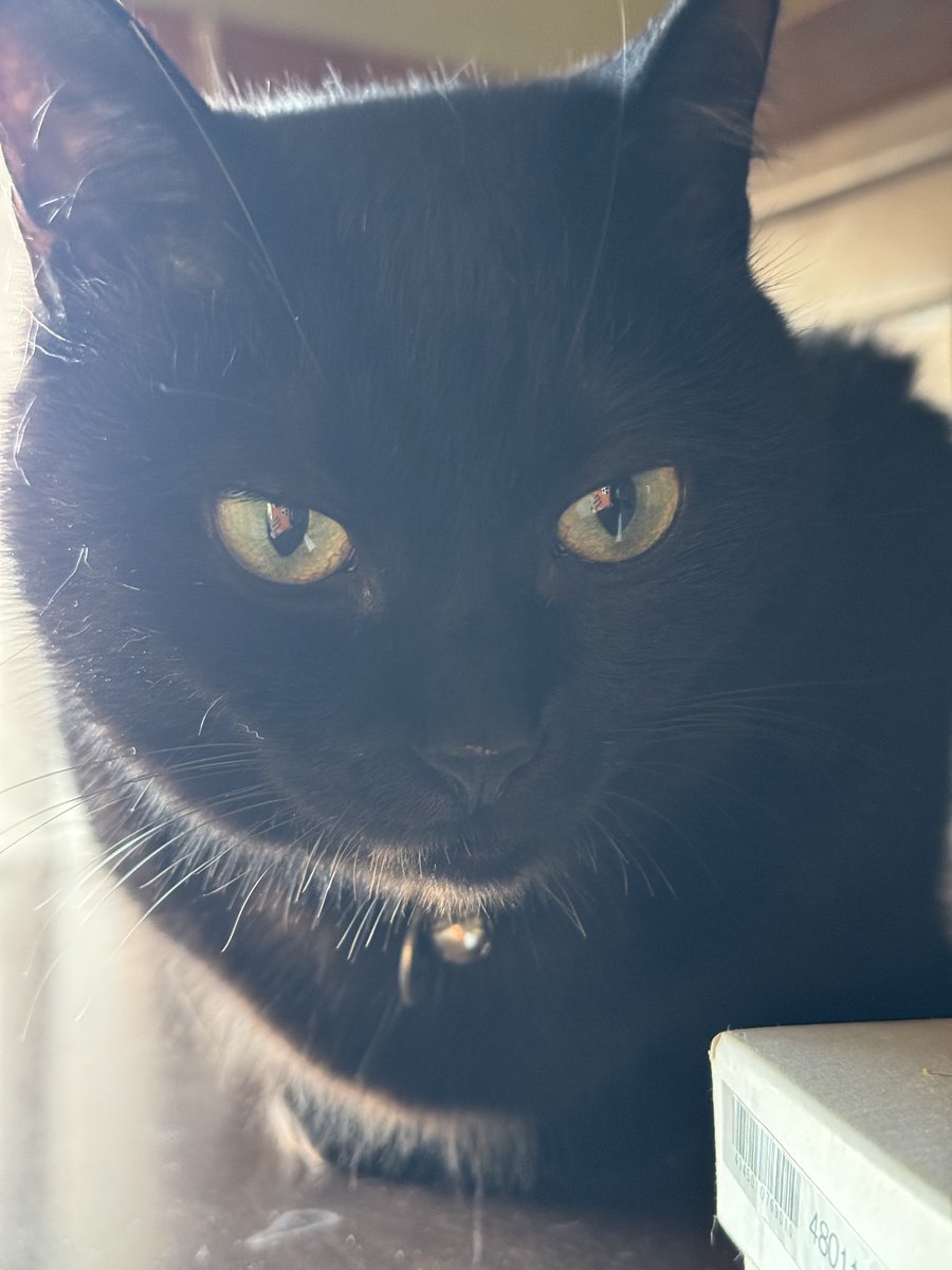 yycxp's tweet photo. 棚の上で涼んでる
#黒猫 https://t.co/vzoc69obyj