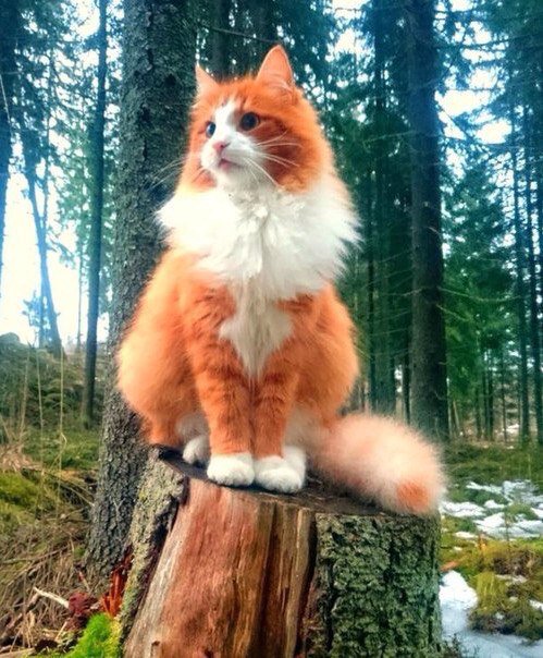 SLARTZONE's tweet photo. @AngelaJ32994950 @kosmomireille @KristelBERINGER @mainzina @Jobish7 @morgana_ariel @Seb_St_Emilion @CoquetteEric @Rimiquen_DSM @TuTulsa @klingerlydie @clomimine @Iris1164 @JeanneMReinhart @sandrinec558 @MadhubalaStefan @TamiK_Colorado 🐾💫🤗 https://t.co/BFE58yQMt5