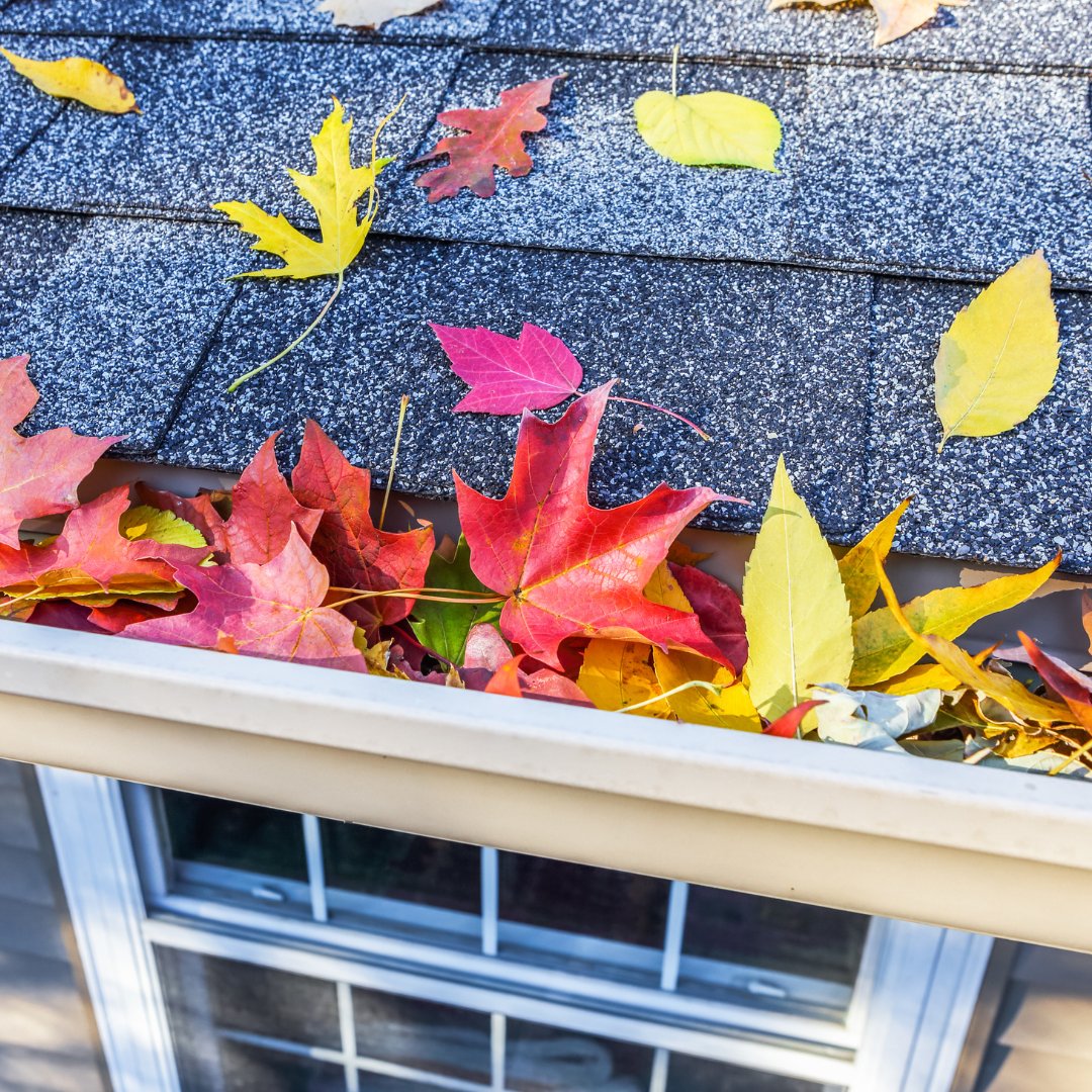 ImperialGutter's tweet photo. Prevent costly repairs and keep your gutters flowing smoothly, schedule your service today! 
💻 https://t.co/YmUI2F86RJ
 
#ImperialGutterServices #Gutters #GutterGuards #GutterTuneUp #GutterCleaning #Maintenance #GutterRepair https://t.co/CDXKt6RAJR
