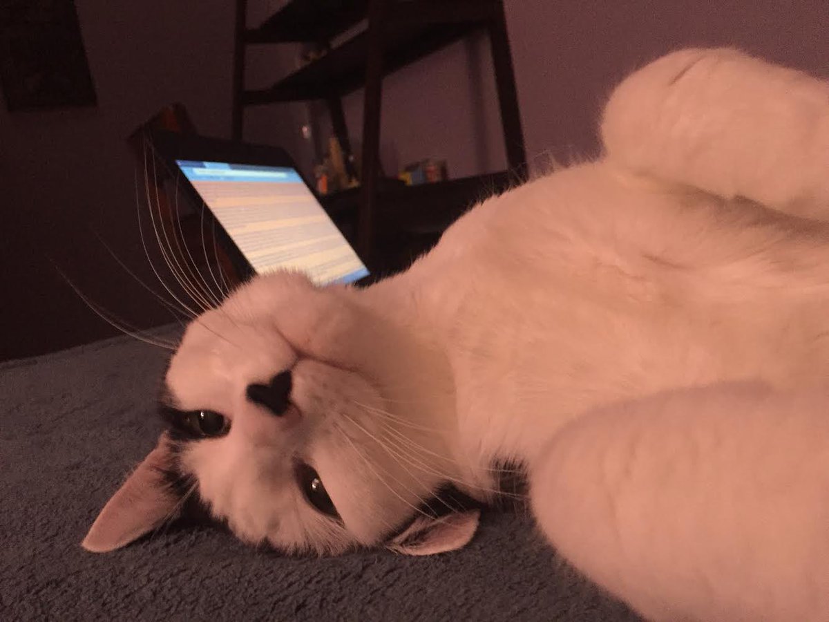 NotSakuraLuna's tweet photo. happy birthday to my baby panda. she has been with me pretty much most of my life, and has always been by my side. no matter what i was doing, she was always there next to me, and i wouldnt have had it any other way. happy birthday panpan💖💖 https://t.co/z56knQNiM9