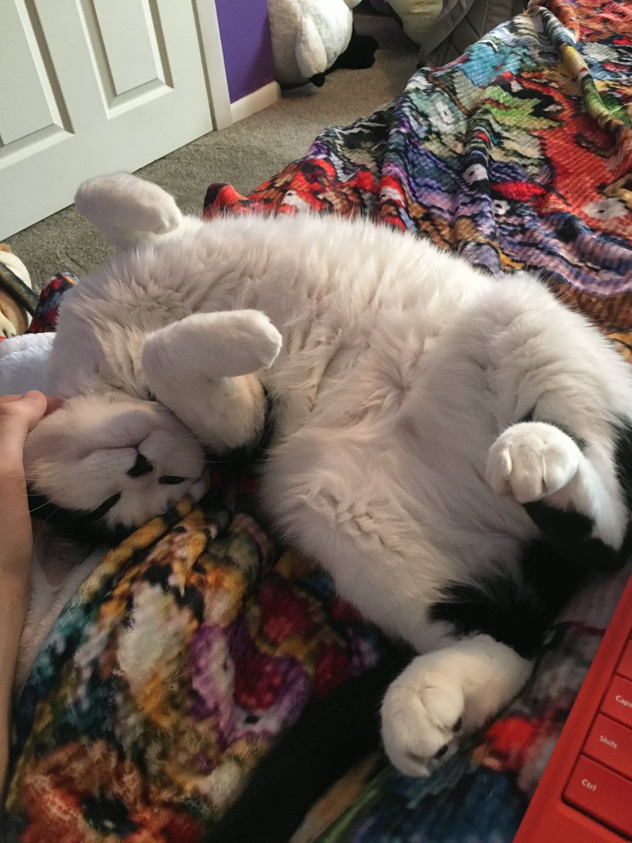 NotSakuraLuna's tweet photo. happy birthday to my baby panda. she has been with me pretty much most of my life, and has always been by my side. no matter what i was doing, she was always there next to me, and i wouldnt have had it any other way. happy birthday panpan💖💖 https://t.co/z56knQNiM9