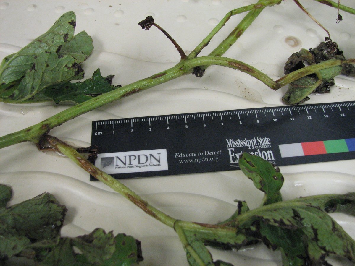 MSU Extension Plant Diagnostic Lab tweet media