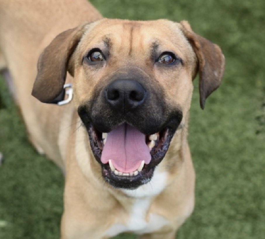 MoishesMom's tweet photo. 🚨Stray Mastiff Mix 💉🎯 🛟 NYC🚨

  Venus is a 2️⃣ year old gal who arrived stray (in the Capital of Strays)
 at the Queens Pound in NYC 1️⃣0️⃣days ago…she’s 4️⃣8️⃣ pounds 

Venus’ Bio  ℹ️ 🔗 ⬇️

https://t.co/dimMe1T8cB

This stunning girl is Rescue 🛟 only because she’s fearful & uncomfortable ☹️ If she’s not rescued they’ll kill her….

✅ 🆕 Hope 🛟 Partner & Foster

✅ DM @notthesameone2 to apply for gorgeous Venus 💞🙏🏻💞

She deserves a ♥️ 🏡 not 💉