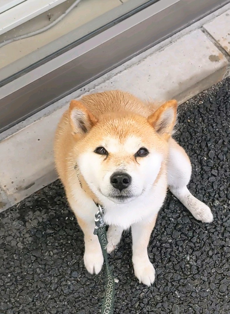 michiharumomo's tweet photo. おはよー😀ございます！
雨☔です！
🏪雨宿り☔ワンっ🐶
今日も😀よろしくでーす！ https://t.co/G6wdgBa144