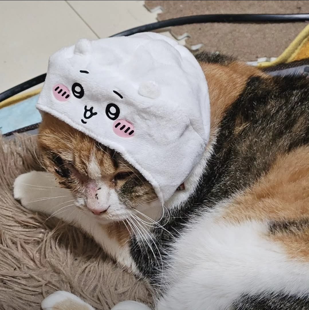 ringpug's tweet photo. @otaru_LoveLove では代わりにうちの可愛い三毛猫の写真を…😂 https://t.co/AlFqmvdfKl