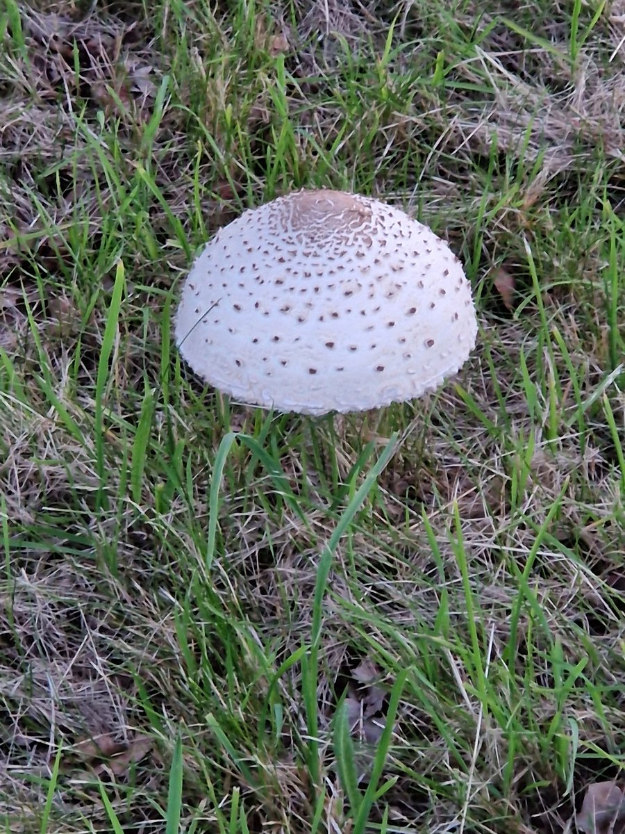 FrankvanLith2's tweet photo. Half juni en de eerste #paddenstoel al zien staan, zeker 15 cm doorsnee. #herfst https://t.co/LAz86Mh1i9
