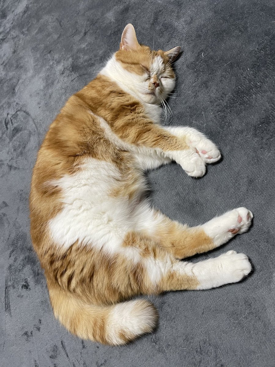 モフモフしてください🐈 #猫