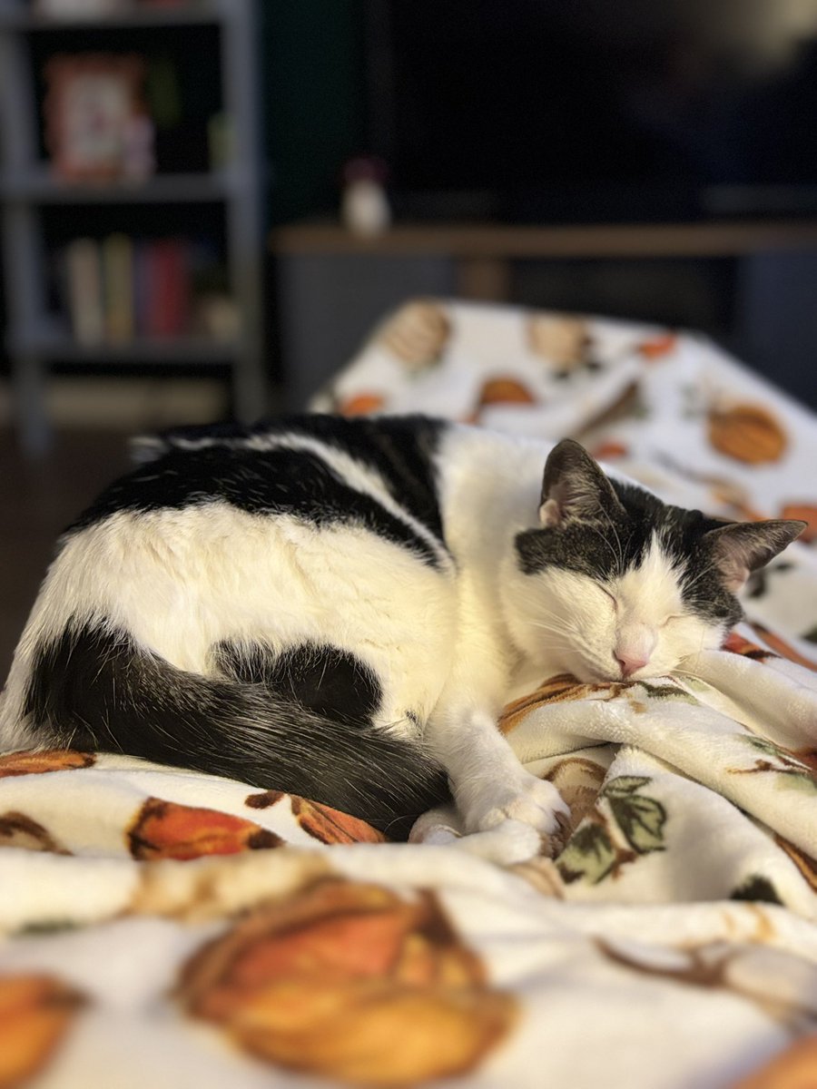 probie_nurse's tweet photo. @bedchembuckley My sweet girl Darcy 🥹 she loves sleeping on my lap but she also enjoys the sunshine from her throne (the cat tree) ♥️ https://t.co/IK7refzuHo