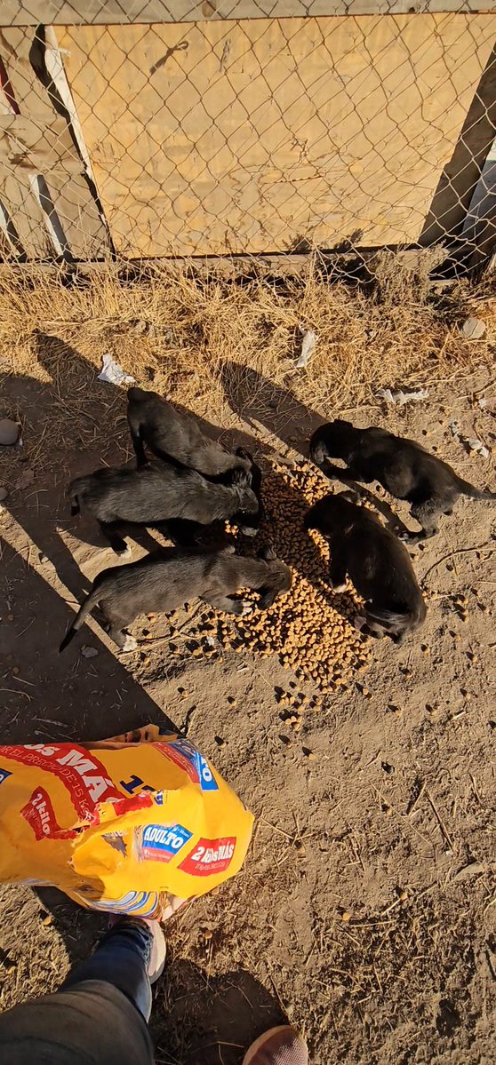 sol_palacios_m's tweet photo. Llevamos 6.000 para un saquito, falta mucho aun😢por favor les pido ayuda para llevarles comida mañana o pasado de cachorro. Ahora estan en temporal esperando poder salir adelante🥺🙏💔
Solange Palacios
Banco estado
Cuenta rut
17376209-7 https://t.co/fPN6DY6Qv7