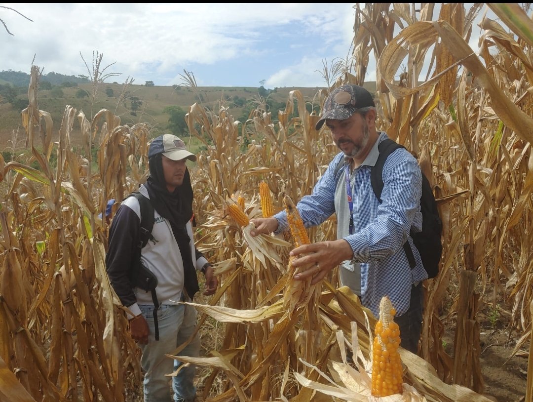 Agricultura_CZ4's tweet photo. #Manabí | Técnicos del Proyecto Pidara  realizan visitas técnicas para evaluar el rendimiento por hectárea de la cosechas de maíz, junto a productores de varias comunidades rurales del cantón #Jipijapa. 🇪🇨🇪🇨
#GobiernoDelEcuador https://t.co/EfLMD71wUQ