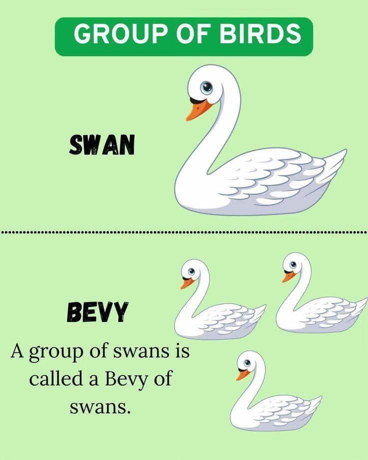 MagistralAcadem's tweet photo. Groups and their members 🦢🦢 https://t.co/ZJaXeaI8ZU