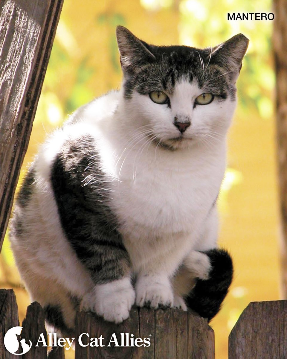 alleycatallies's tweet photo. For community cats, eartips are always in fashion. We think they're beautiful! 💙

How could we not see the beauty in a symbol that a cat's health and well-being have been protected by #TNR?  A spayed/neutered community cat is a happy cat who can live her life to the fullest in her outdoor home!

Learn more about why an eartip should make you smile 👉 https://t.co/tgSQsQrczL

And a huge thank you to all #TNR advocates! Every day, you prove why #TNRsaveslives

#trapneuterreturn #tnrworks #eartip #communitycats