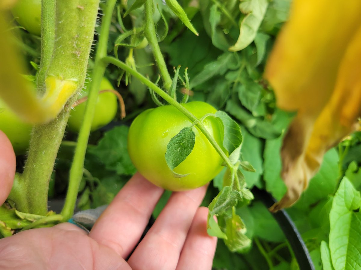 CaffSec's tweet photo. Woah, when did I hit 5k followers? Well anyway enjoy this picture of a tomato I'm currently growing. https://t.co/sP2exsSs6N