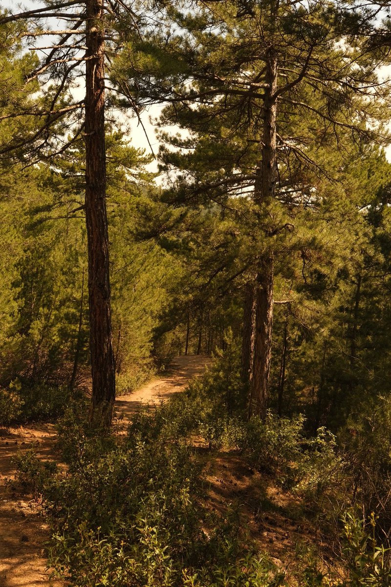 enfusi__'s tweet photo. Today, I lay beneath the pine trees, accompanied by birdsong and the buzzing of bees drifting through the air above me. A bee found its way into one of my students’ clothing and stung them, a moment that brought both fear and sorrow. https://t.co/8gj7wfJeyZ