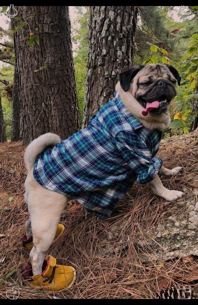 seidaligali's tweet photo. Embrace the healing power of nature to recover from urban fatigue. While fast-paced city life drains vitality, the tranquility of the forest restores energy and helps people return to a relaxed state of being. https://t.co/HL2KTwtVtg
