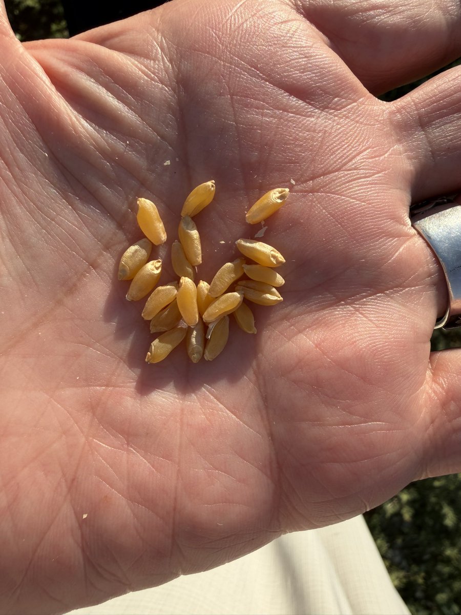 samiarslanoglu's tweet photo. Harran Ovası buğday hasatına başladı. 

Olası tarla yangınlarına önlem olarak DEDAŞ tarafından köylere elektrik verilmiyor. 

Harran ve Akçakale Ovası'nda bu yıl üretim deseni kökten değişiyor! Sahadan gelen veriler, ovada ciddi bir "zorunlu nadas" döneminin başladığını gösteriyor. %80 Buğday, %20 Pamuk dengesi hakim. Üretici buğday sonrası tarlayı boş bırakmaya hazırlanıyor. 2. Ürün mısır tarımı neredeyse hasat sonrası arazilerin %10’u bile olmaz gibi. 

Verim Öngörüleri:
• Suluda: 700-800 kg/da (küçük ve iyi bakılan parsellerde 800-900 kg).
• Kuruda: 350-400 kg/da.

Pamuklarda trips zararı yok, yabancı otla mücadele iyi. Ürün ilk suya gelmek üzere. 
#buğday #pamuk #mısır #harran #şanlıurfa