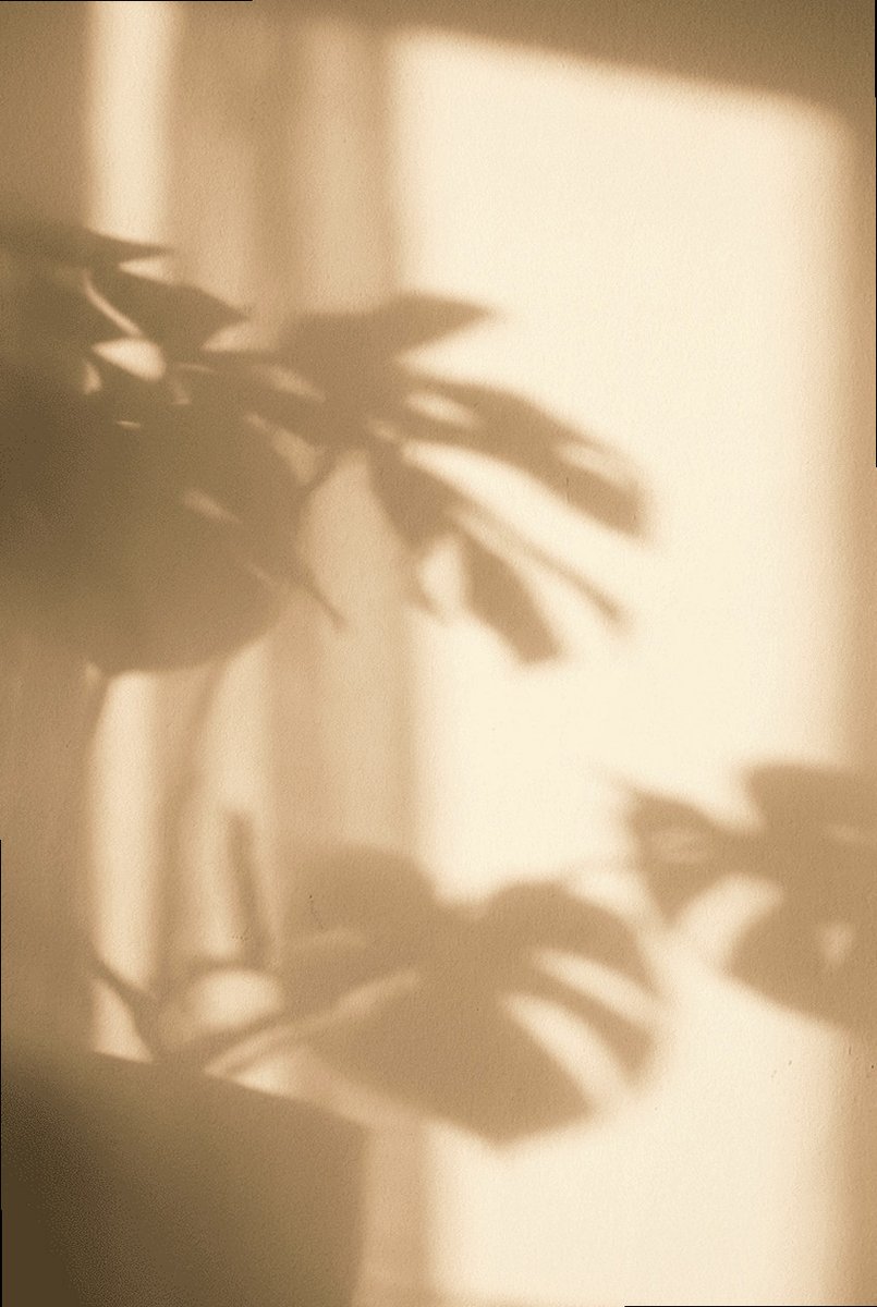 sofieblooms4's tweet photo. sunlight keeps finding the same spot on the wall and i don’t have the heart to tell it to move https://t.co/VQqP7jvPog