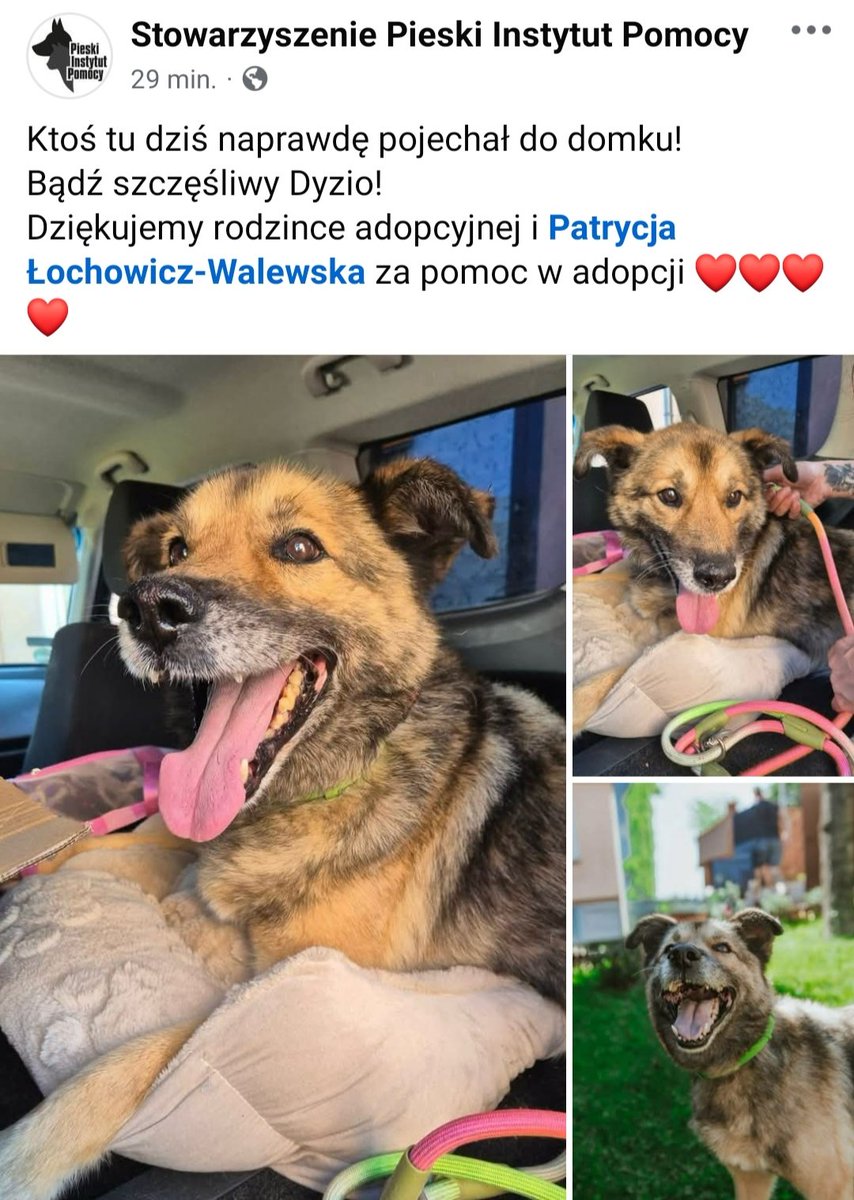 AnnaSernawit's tweet photo. Najpiękniejsza wiadomość z Rybowa 🥹❤️ ❤️ ❤️ ❤️ Dyzio dziś pojechał do swojego DOMKU 🥹🥳🫶🏼 Bądź szczęśliwy Skarbeńku Kochany 😘🍀🫶🏼🐾 
#NieKupujAdoptuj https://t.co/EfO1o6r2ge