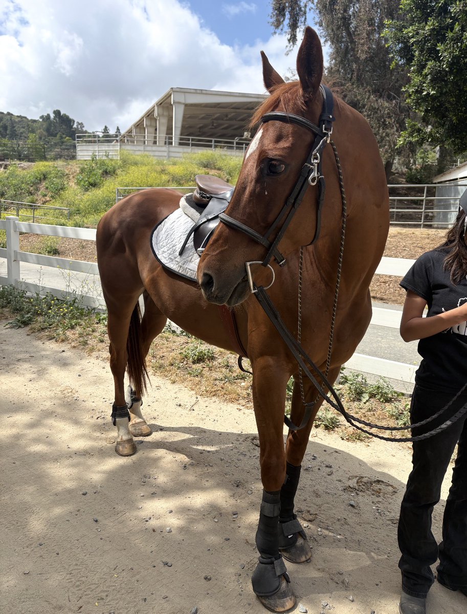 Hanaeleh's tweet photo. Help Regal Find a Forever Home ASAP (Anaheim Hills, CA). Regal is a 12 year old OTTB, who won several races. More info here: https://t.co/oGFrFStXAH PLEASE SHARE.
Regal is NOT at Hanaeleh. To adopt her, please click the above link and complete our horse inquiry form. https://t.co/UbsvIzKF3L