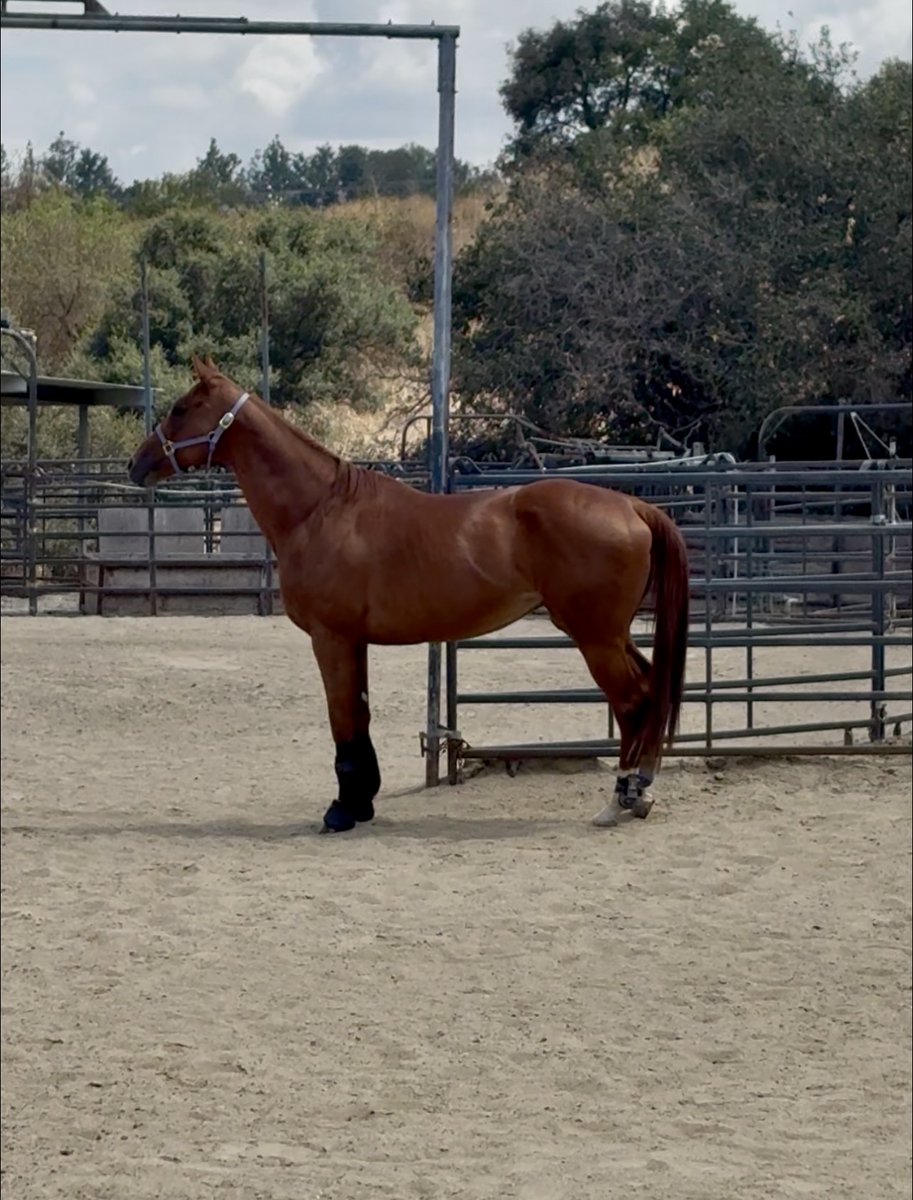 Hanaeleh's tweet photo. Help Regal Find a Forever Home ASAP (Anaheim Hills, CA). Regal is a 12 year old OTTB, who won several races. More info here: https://t.co/oGFrFStXAH PLEASE SHARE.
Regal is NOT at Hanaeleh. To adopt her, please click the above link and complete our horse inquiry form. https://t.co/UbsvIzKF3L