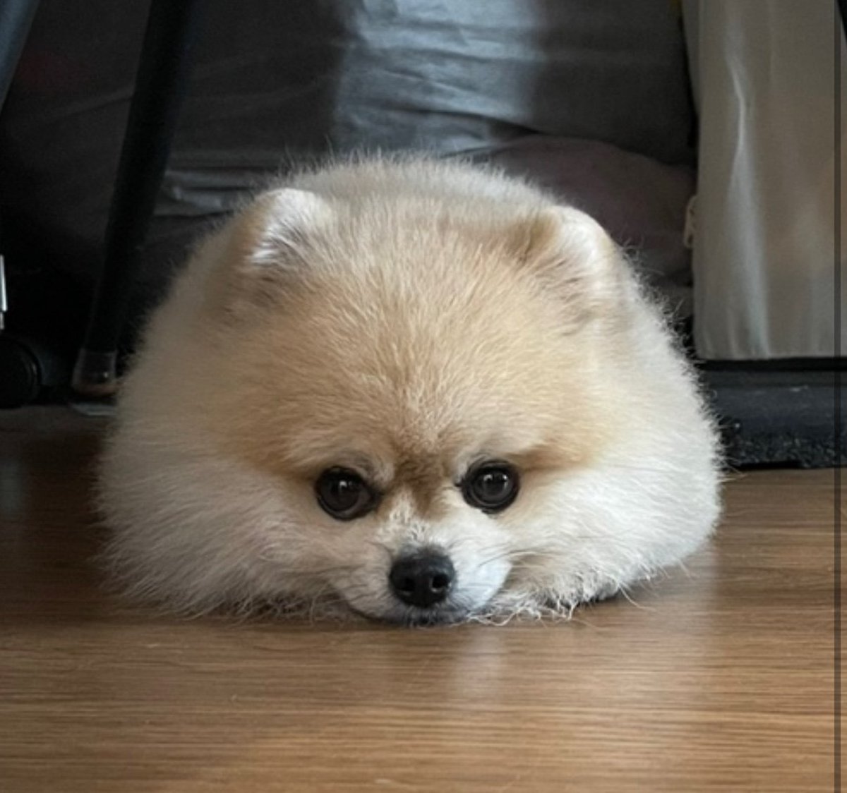 ker1404's tweet photo. 둥이랑 구름이 만낫으면 좋겟다.... . . . . ㅠㅠㅠ https://t.co/TBbIkpKZLe