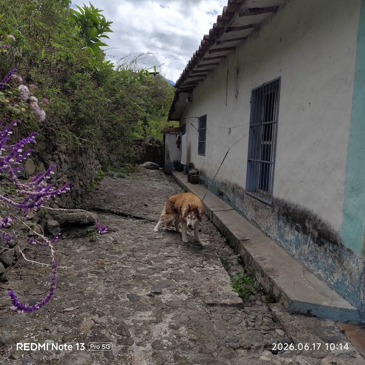 SOSFaunaMerida's tweet photo. Necesitamos ayuda para encerrar la parte de atrás de la casa y resguardar a la manada. No tenemos cercas seguras y ya estamos colapsados. Puedes ayudarnos? . 1$ o lo que desees. ..
Pago Móvil 0414-7532082 cédula 11.468.928 Mercantil

En privado :
📍Zelle
📍Paypal
📍Pipolpay https://t.co/WmCIMoq6VF