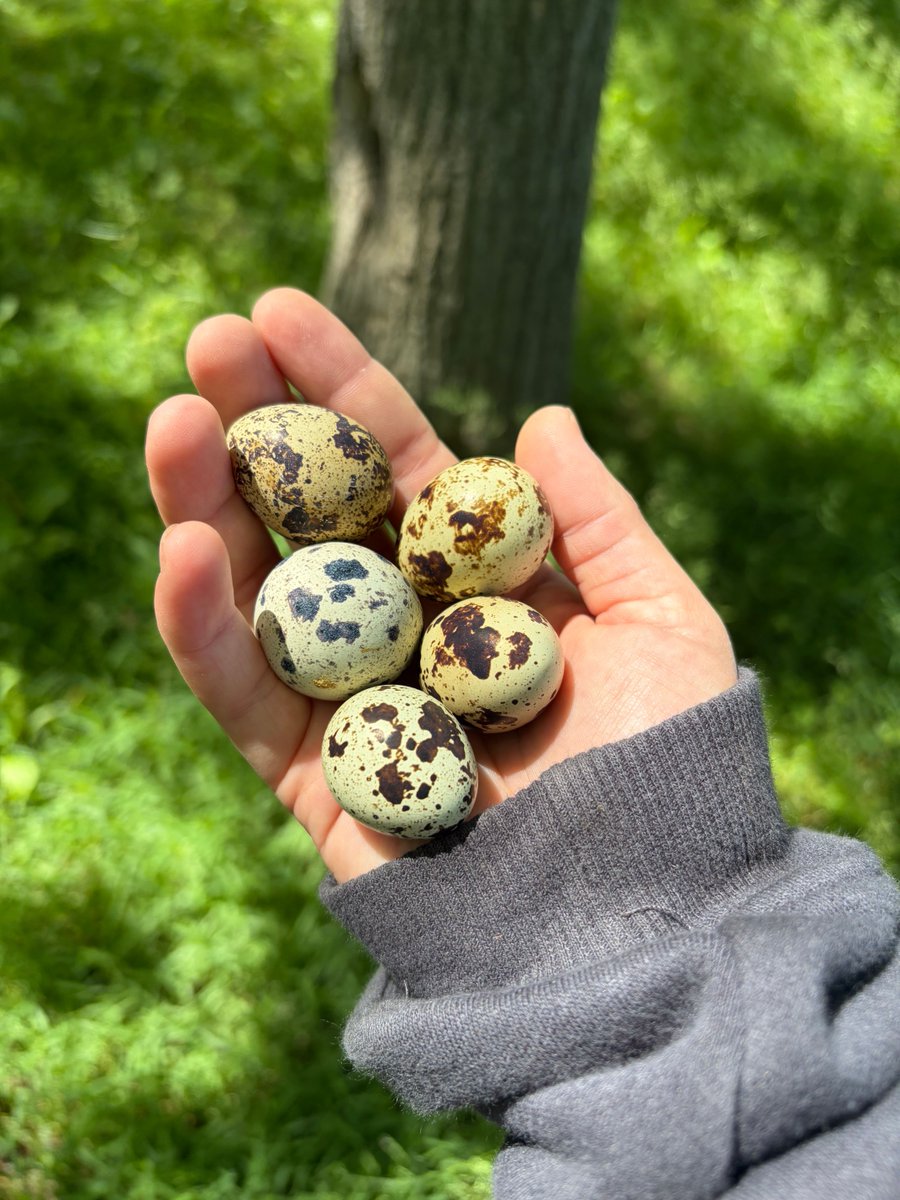 queensfarm's tweet photo. This week at our Farmstand!

Quail Eggs (First ever!), Snap Peas, Napa Cabbage, Broccoli, Cauliflower, Dino Kale, Curly Kale, Collards, Swiss Chard, Lettuce Heads, Bok Choy, Radish, Turnip, Salad Mix, Mesclun Mix

Thyme, Dill, Cilantro, Oregano https://t.co/dl1JHkdwCv
