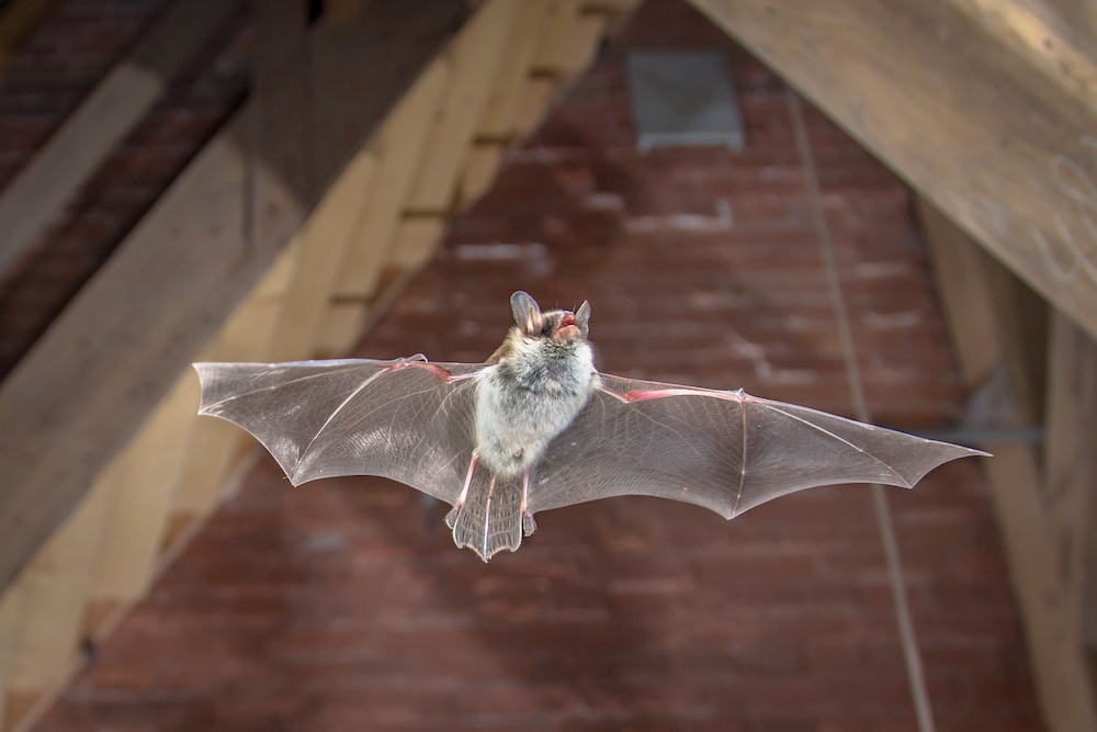 AdventManor's tweet photo. Removing Bats From Your House https://t.co/benyVgtB3P https://t.co/4wgCRlNoIl
